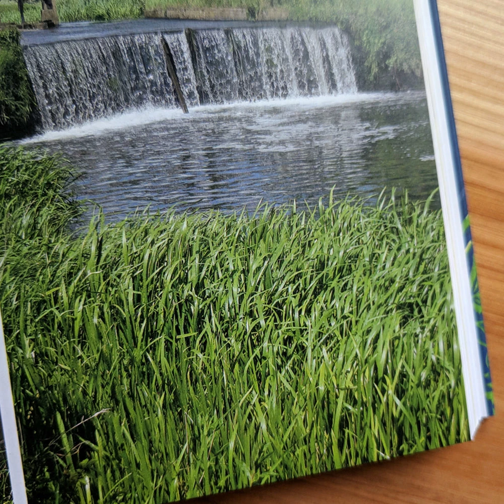 Wild Swimming Walks - Around London - Margaret Dickinson - Image 5